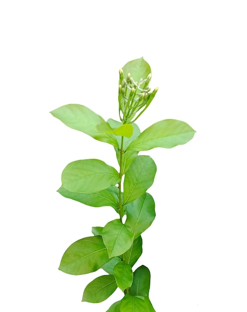 Un primer plano de una planta verde con brotes y hojas hojas de menta frescas una planta con hojas verdes