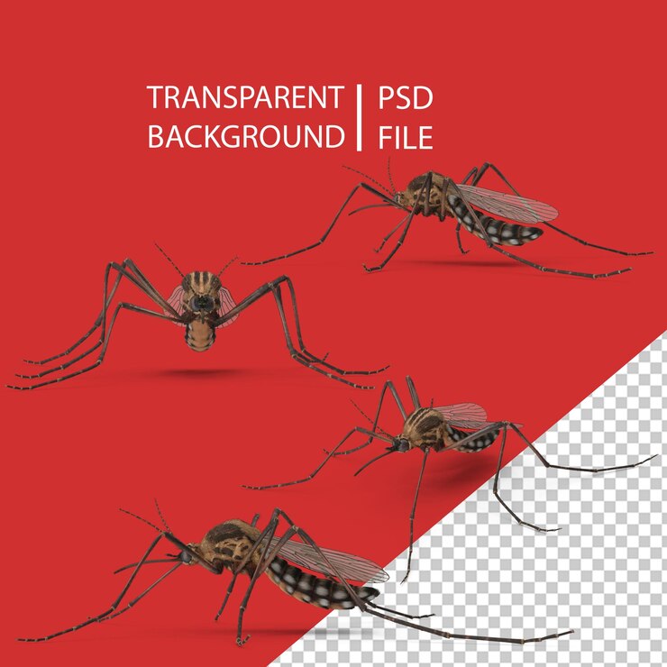 PSD primer plano pose de mosquito png