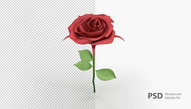 Un primer plano de la rosa aislada