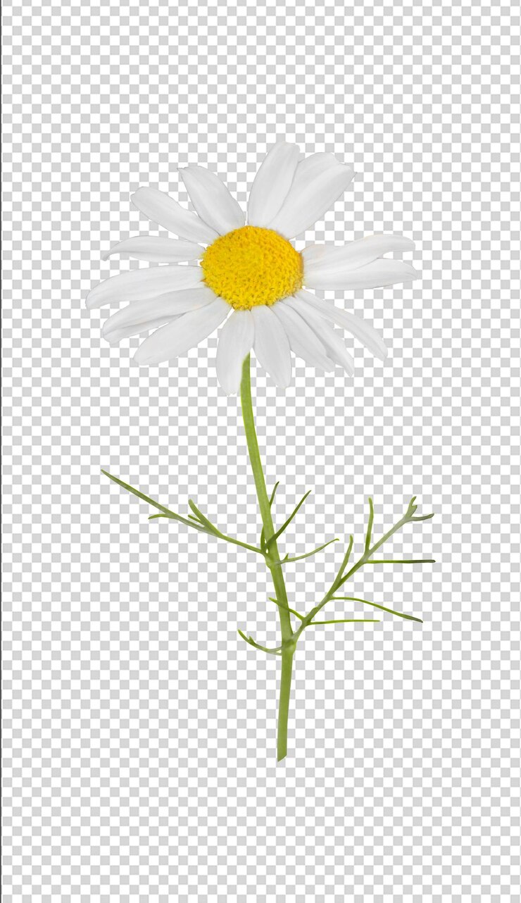 PSD primer plano de una sola flor de margarita blanca con un centro amarillo y un tallo verde