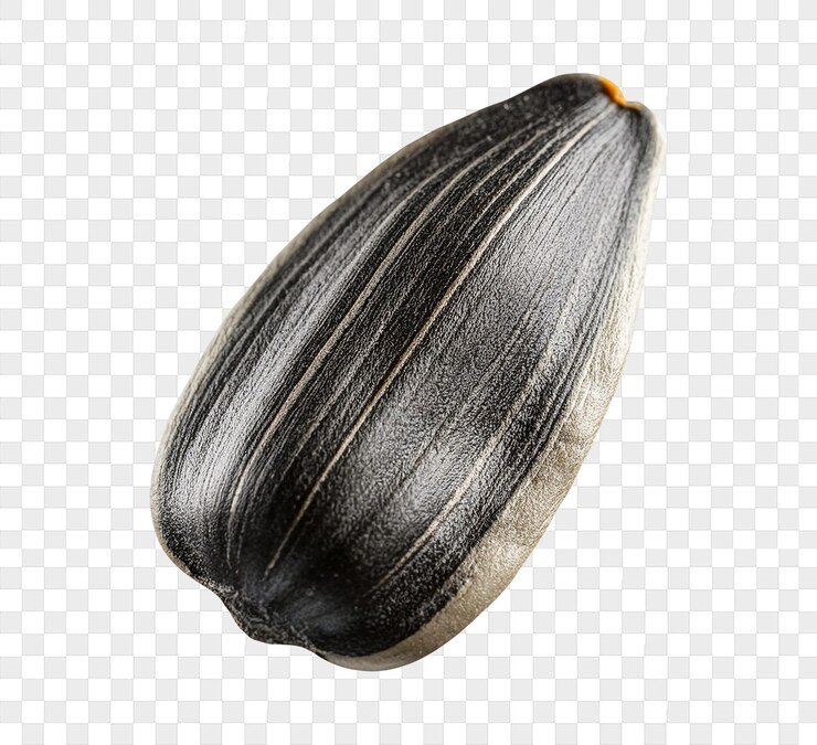PSD primer plano de una sola semilla de girasol negra con textura rayada aislada sobre un fondo transparente