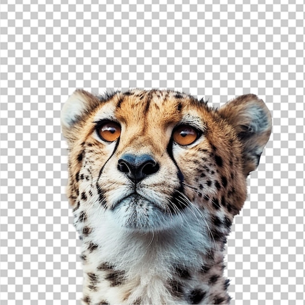 PSD un primer plano vertical de un hermoso leopardo africano caminando en png