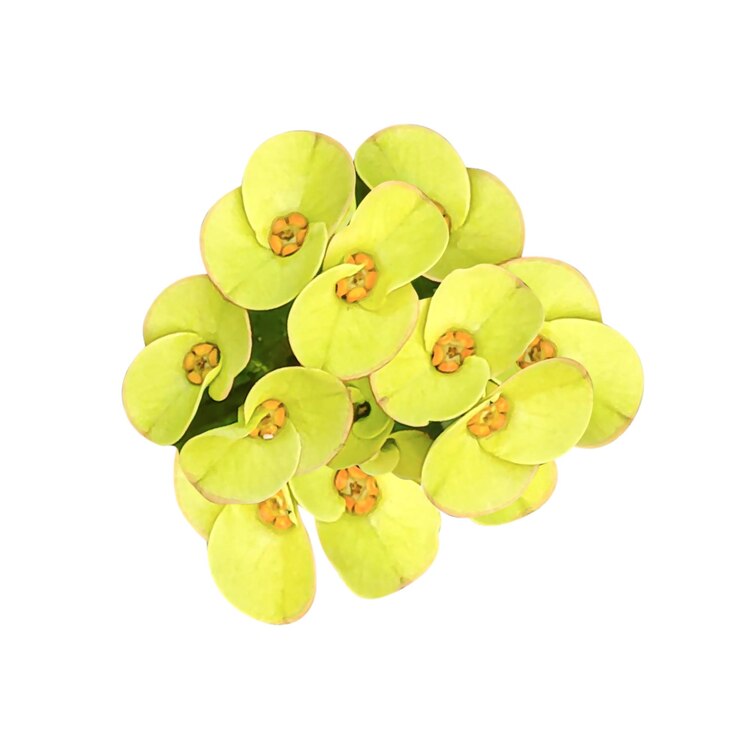 PSD un primer plano de una vibrante corona amarilla de espinas un ramo de flores de flores amarillas verdes foto