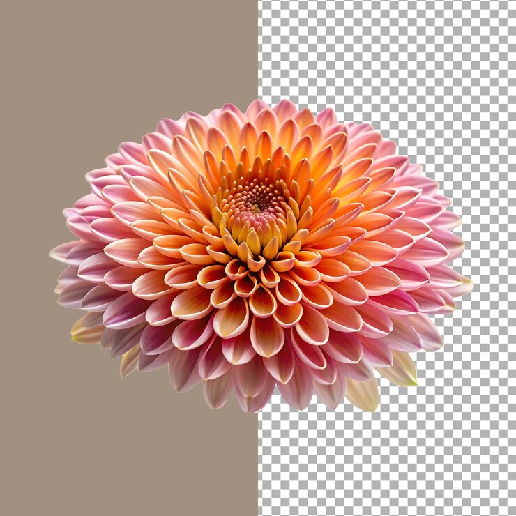 Primer plano de una vibrante flor de dalia naranja y rosa aislada sobre un fondo transparente