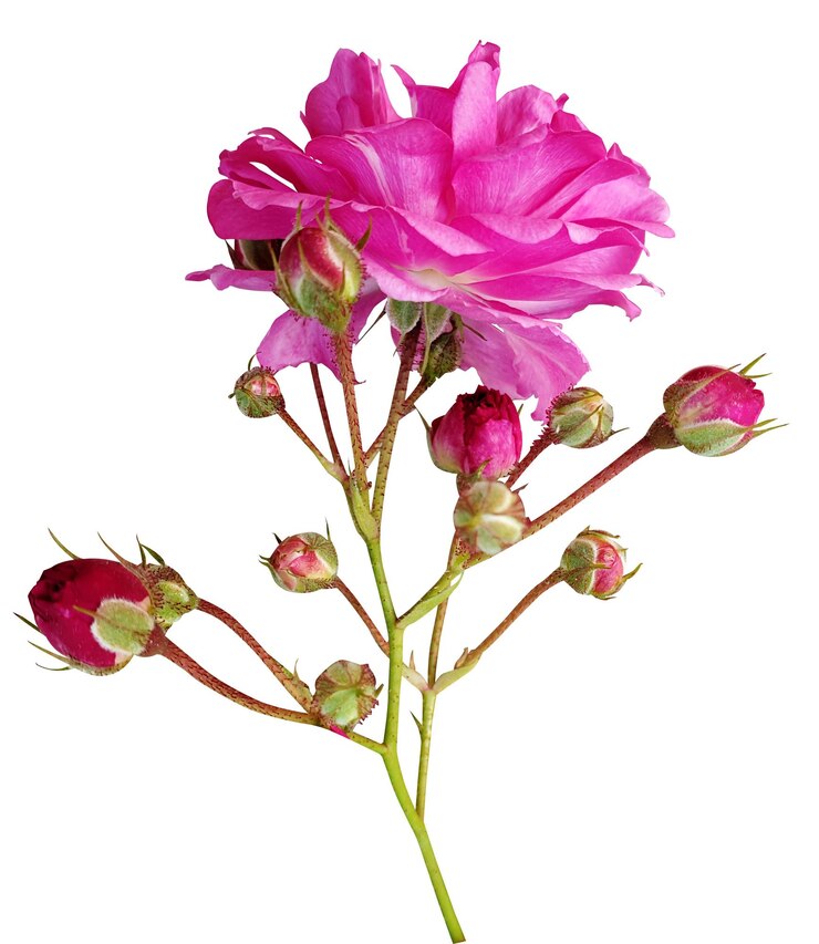 PSD un primer plano vibrante de una hermosa rosa rosada con brotes
