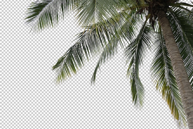 Primo piano della palma da cocco isolato