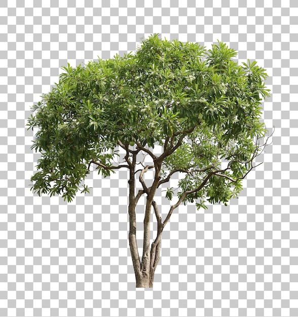 Primo piano realistico dell'albero verde isolato