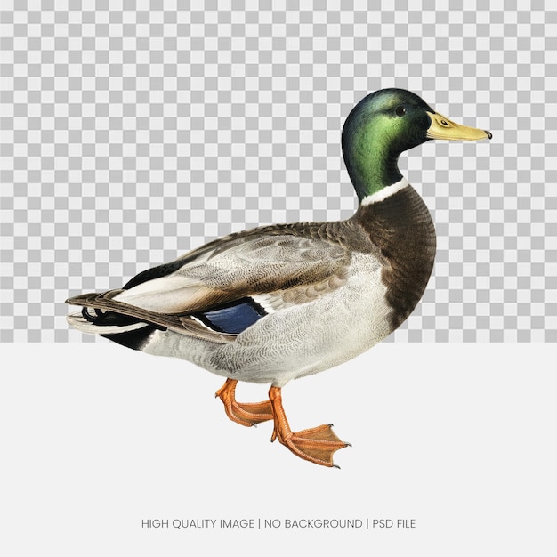 Profilo realista de un pato mallardo macho con un fondo transparente