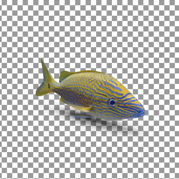 PSD psd 3d caeser grunt fish top em fundo isolado e transparente