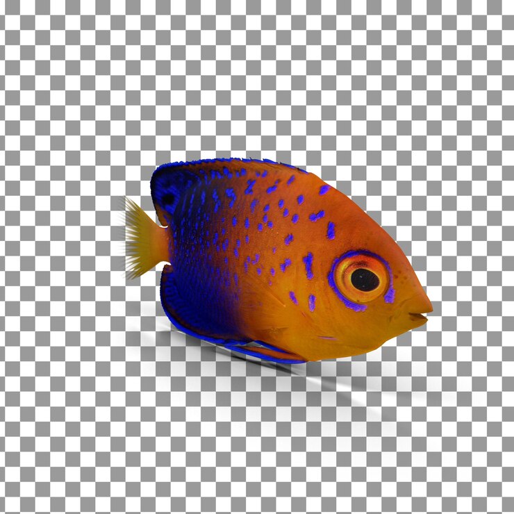 PSD psd 3d japones fish top en un fondo aislado y transparente