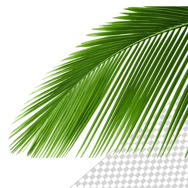 Psd 3d renderização de árvore de coco s folhas verdes árvore isolada em fundo transparente