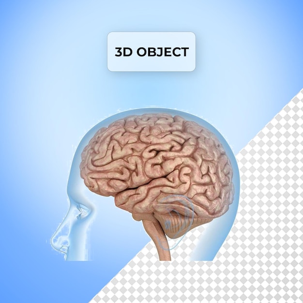 Psd anatomía del cerebro humano png fondo transparente