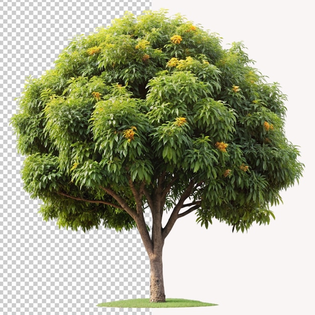 Psd de un árbol de mango amarillo sobre un fondo transparente