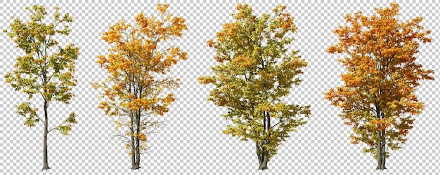 PSD Ausschnitt saisonale Farben Herbstbäume Formen auf transparenten Hintergründen 3D-Rendering