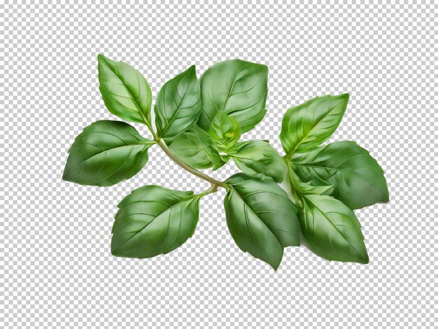 Psd basil png em fundo transparente