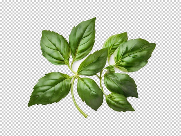 Psd Basil Png Sur Un Fond Transparent