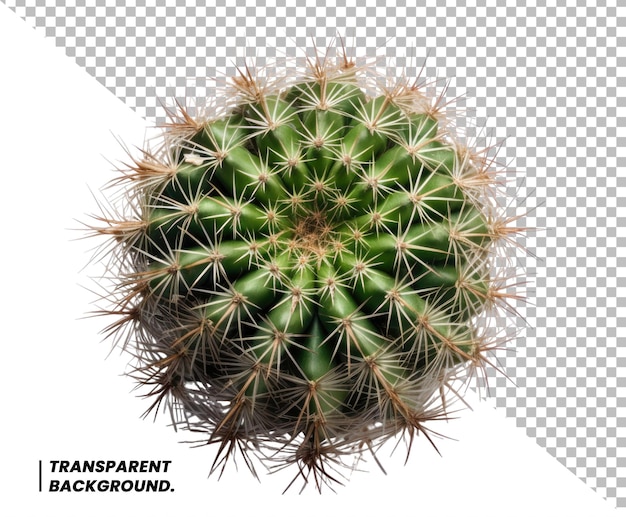 PSD psd cactus arbre isolé