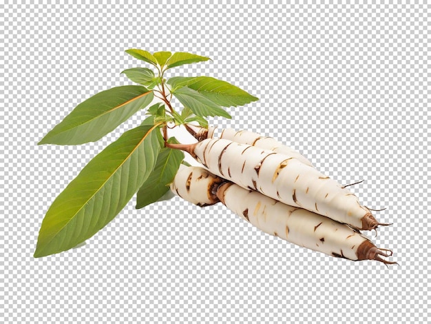 Psd Cassava Png Sur Un Fond Transparent