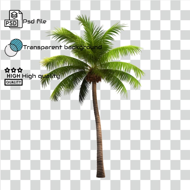 psd coconut tree isolate transparent background