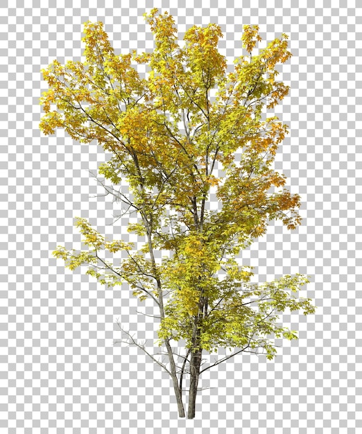 PSD Colores amarillentos hojas de árboles recortadas renderizado en 3D