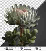 PSD psd com fotográfica realista transparente horticulturist_s planta rara