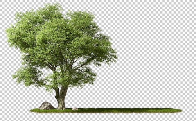 PSD Copyspace cortó la vegetación grandes árboles en fondos transparentes cubiertos de hierba renderización 3d