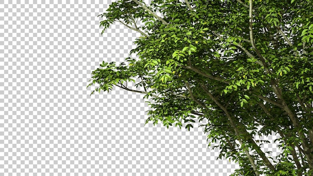 Psd cutout árvores da selva ramos sombra em fundos transparentes ilustrações 3d