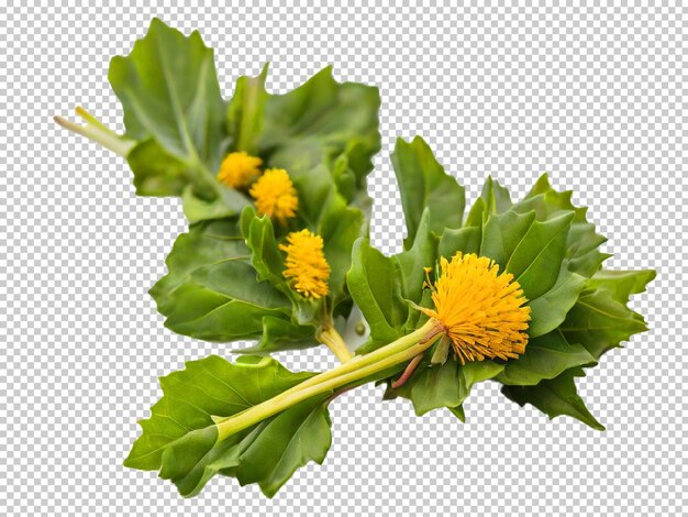 PSD psd dandelion greens png auf einem transparenten hintergrund