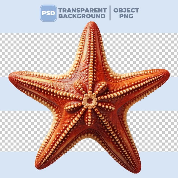 Psd de fundo transparente de estrela-do-mar png