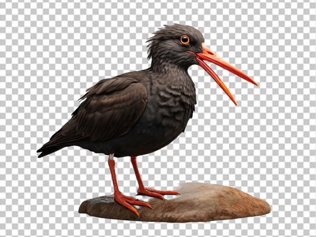 PSD psd de um 3d african black oystercatcher