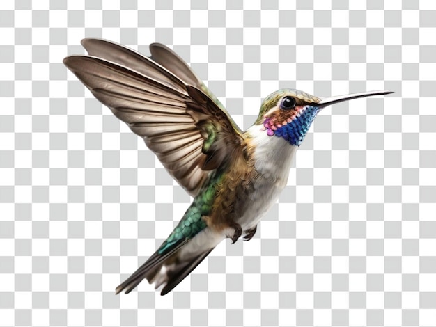 PSD psd de um colibri