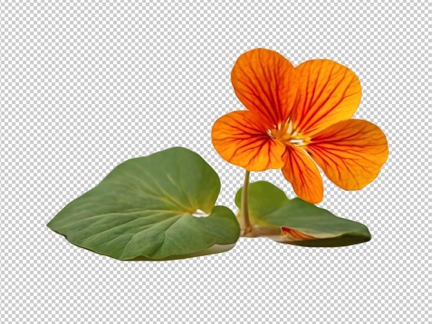 Psd de um nasturtium em fundo transparente