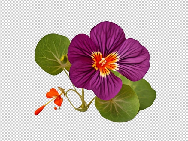 PSD psd de um nasturtium em fundo transparente