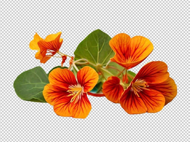 Psd de um nasturtium em fundo transparente