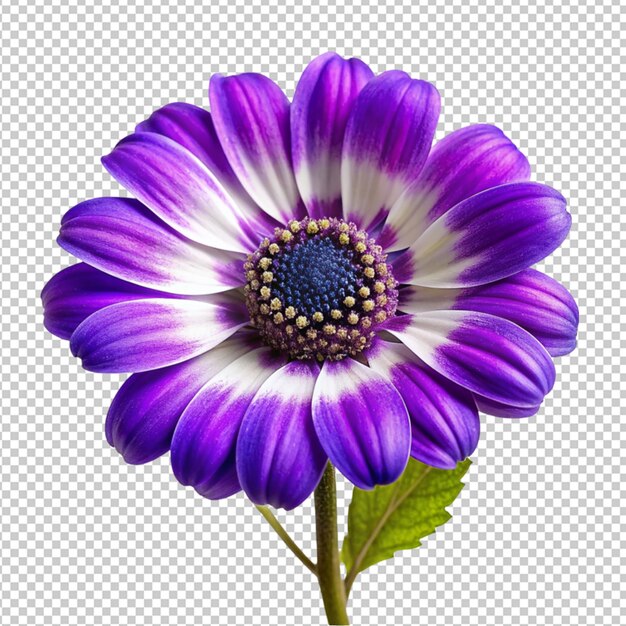 Psd de uma flor de cineraria em fundo transparente