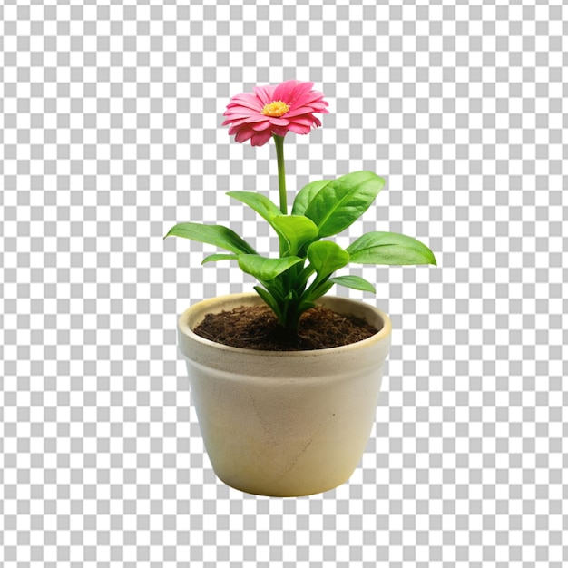 Psd de uma flor de vaso de planta em fundo transparente