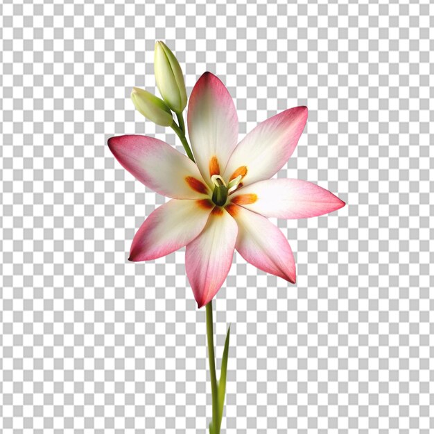 Psd de uma flor ixia em fundo transparente