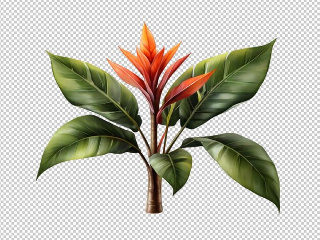 Psd de uma planta tropical em fundo transparente