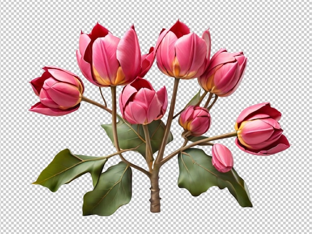 PSD psd de uma tulipa em fundo transparente