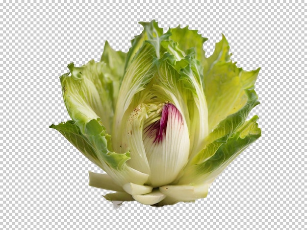 Psd endive png en un fondo transparente