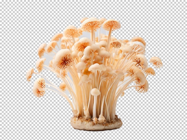 PSD psd enoki mushroom png en un fondo transparente