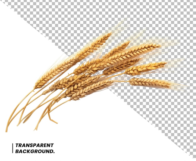PSD psd espigas de trigo con fondo aislado elemento de diseño del paquete con ruta de recorte