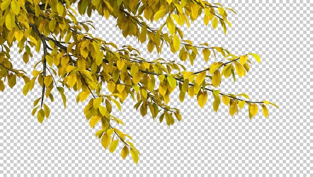 PSD Farben Baumzweige saisonal isolierte transparente Hintergründe 3D-Rendering