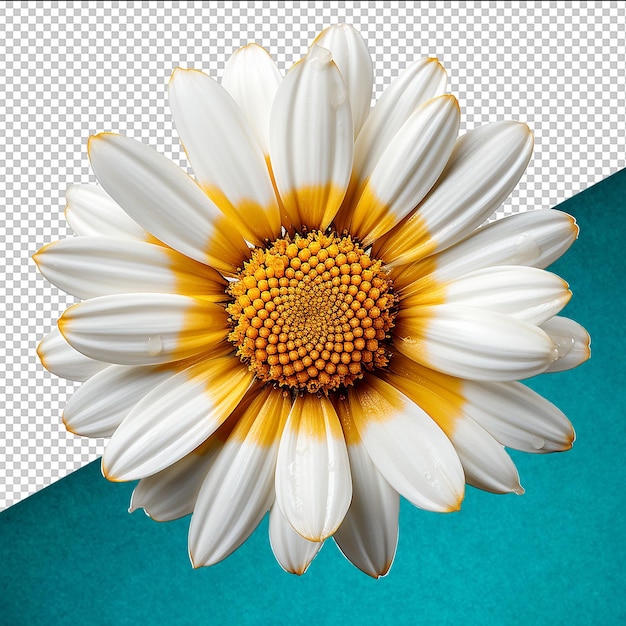 PSD psd fiesta daisy flowe em fundo transparente