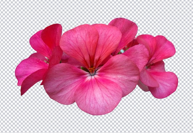 PSD Fiori di geranio rosa su sfondo isolato, colore modificabile