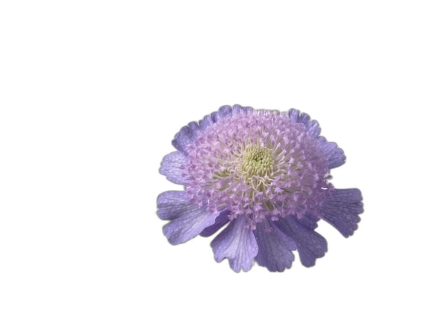 PSD psd de fleur sur un fond blanc