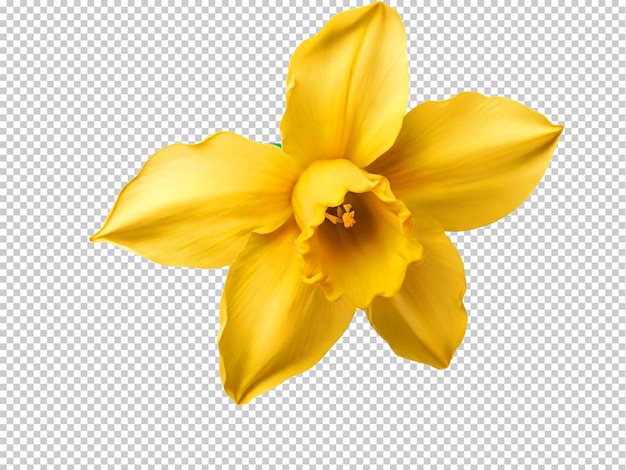 PSD psd fleur de jonquille png sur un fond transparent