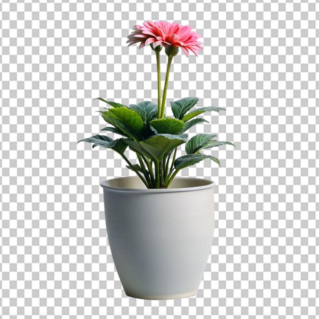 PSD psd d'une fleur de pot de plante sur un fond transparent