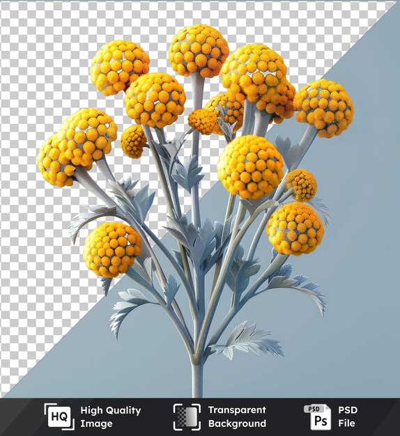 PSD psd avec une fleur de tansy transparente clipart png