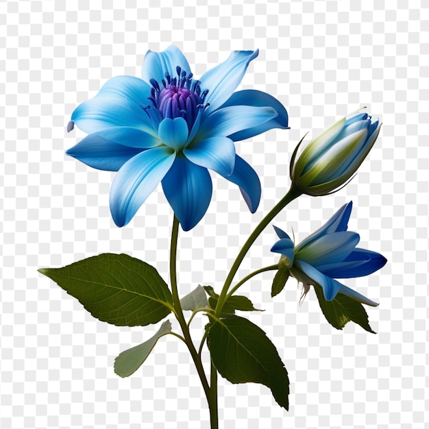 Psd flor azul isolada